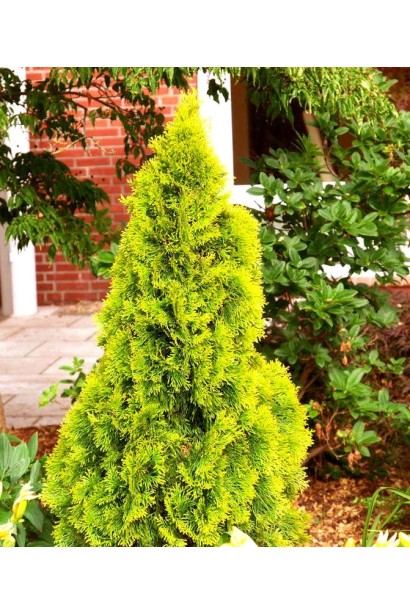 Thuja occidentalis Golden Brabant у сонячному саду